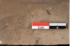 Foto (Detailansicht) von Glyptostrobus europaeus Brongniart (NHMW-GEO-2024-0188-0159)